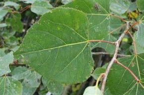 L'uso di Aspen per migliorare la potenza